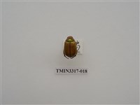 藏品(黃豔金龜)的圖片